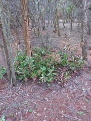 Kalanchoe sexangularis