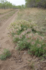 Pulsatilla turczaninovii