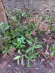 Kalanchoe sexangularis