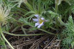 Pulsatilla turczaninovii