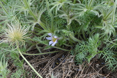 Pulsatilla turczaninovii