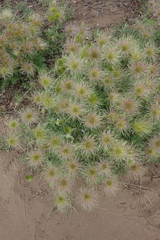 Pulsatilla turczaninovii