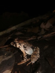 Limnonectes malesianus