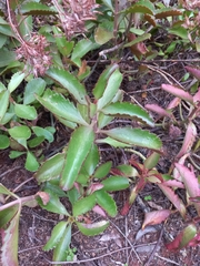 Kalanchoe sexangularis
