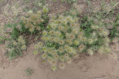 Pulsatilla turczaninovii