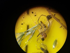 Elaphropeza ephippiata