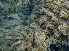 Sclerophytum flexibilis