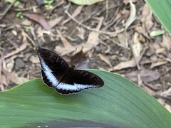 Tanaecia iapis