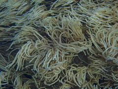 Sclerophytum flexibilis