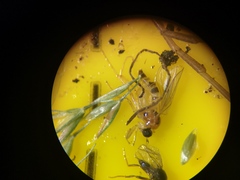 Elaphropeza ephippiata