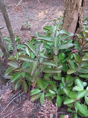 Kalanchoe sexangularis
