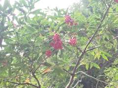 Photinia niitakayamensis