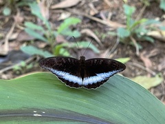 Tanaecia iapis