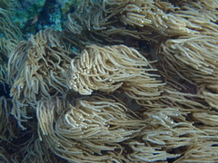 Sclerophytum flexibilis