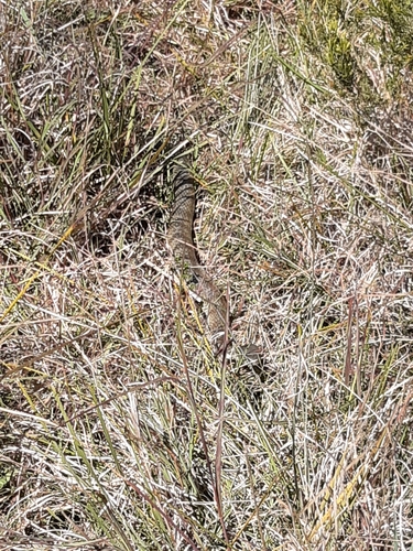 Tiger Snake sighting