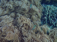 Sclerophytum flexibilis