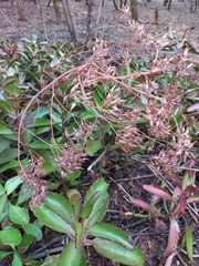 Kalanchoe sexangularis