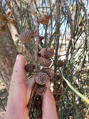 Casuarina equisetifolia