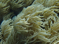 Sclerophytum flexibilis