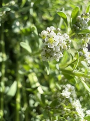 Corrigiola litoralis