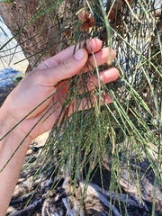 Casuarina equisetifolia