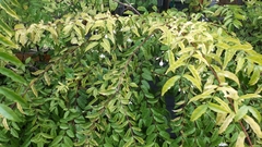 Wrightia religiosa