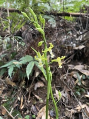 Cephalantheropsis obcordata