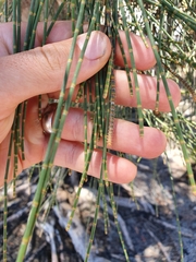 Casuarina equisetifolia