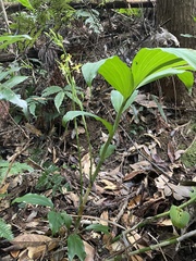 Cephalantheropsis obcordata