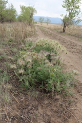 Pulsatilla turczaninovii