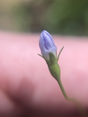 Wahlenbergia multicaulis