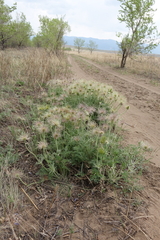 Pulsatilla turczaninovii