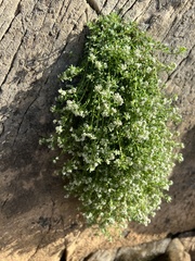 Corrigiola litoralis