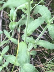 Wahlenbergia multicaulis