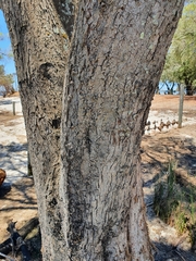 Casuarina equisetifolia