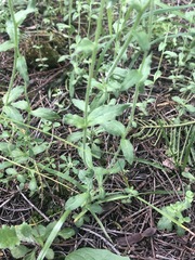 Wahlenbergia multicaulis