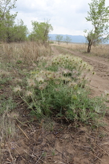 Pulsatilla turczaninovii