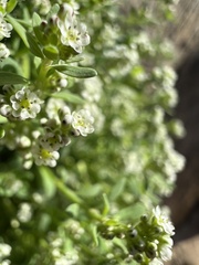 Corrigiola litoralis