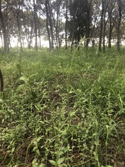 Wahlenbergia multicaulis