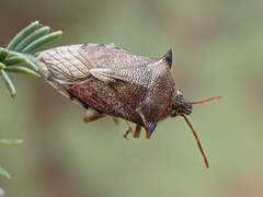 Oechalia schellenbergii