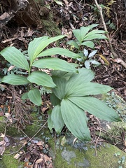 Cephalantheropsis obcordata