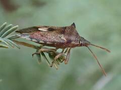 Oechalia schellenbergii