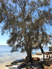 Casuarina equisetifolia