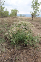 Pulsatilla turczaninovii