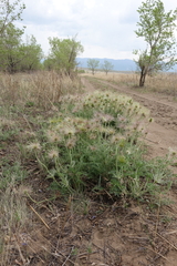 Pulsatilla turczaninovii