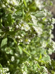 Corrigiola litoralis