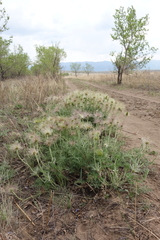 Pulsatilla turczaninovii