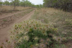 Pulsatilla turczaninovii