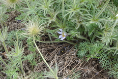 Pulsatilla turczaninovii
