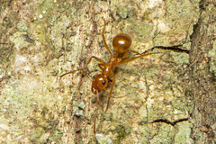 Notoncus spinisquamis